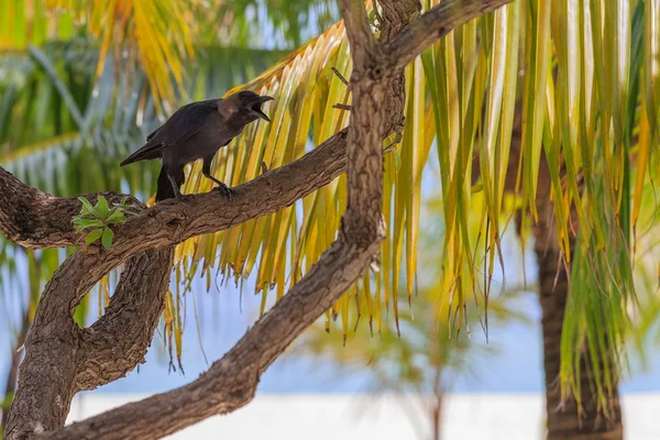 Maldives, beach. Raven on the tree.