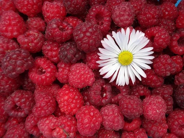 White flowers on a background of red raspberries
