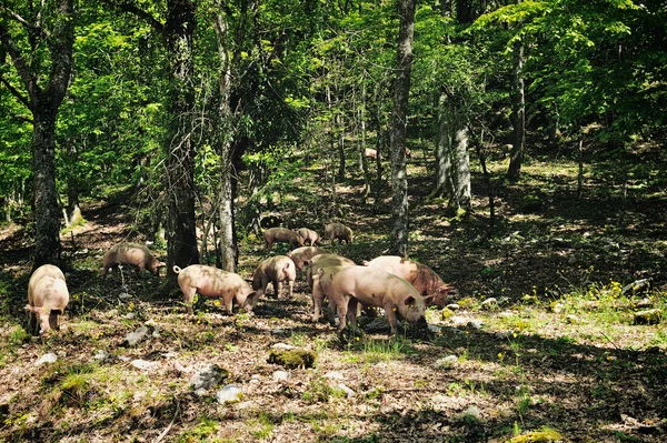 setkat španělština malé kozy setkat španělština malé kozy