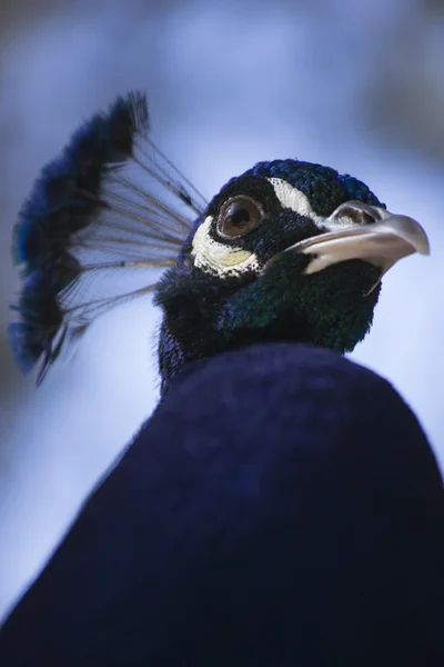 A peacock portrait
