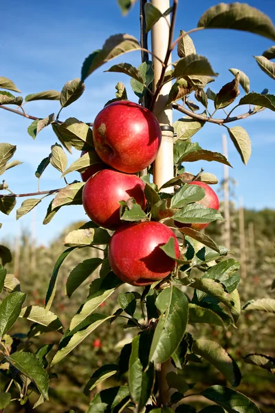 Branch with many red apples