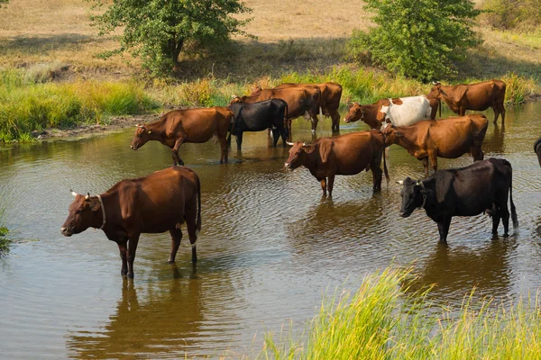 Herd of cows into the river