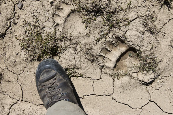 Bear foot print