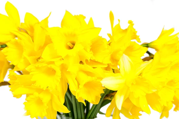 Daffodils isolated on White