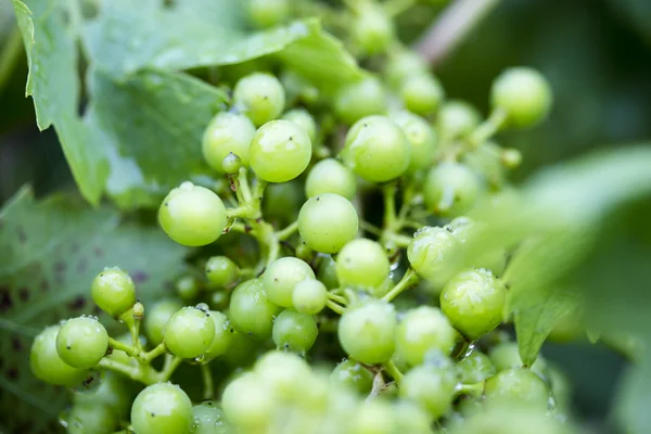 Small Grapes on a vine