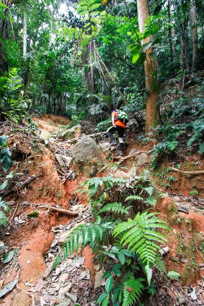 Hiking in the forest