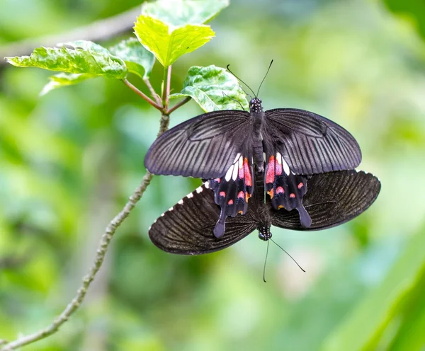 Butterfly making out in a garden