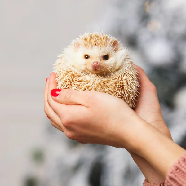 Little white hedgehog on a girl\'s hands over christmas background