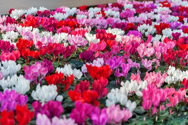 Cyclamen in shop for greenhouse cultivation of indoor flowers