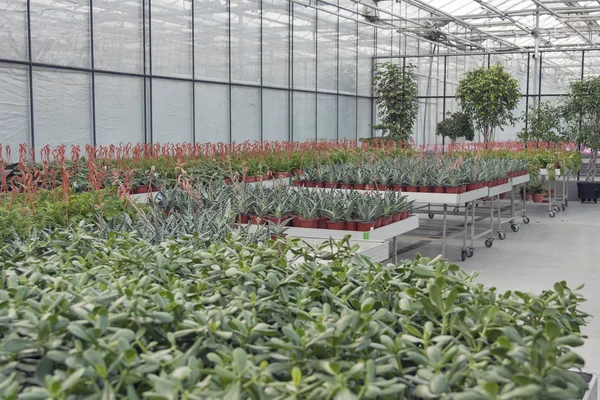 Shop for greenhouse cultivation and sale of indoor plants