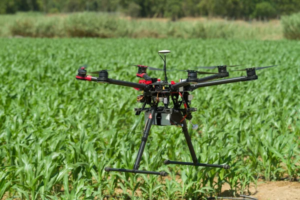 Drone hovering over young corn plantation