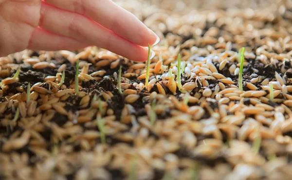 Wheat Green Sprouts, a Raw Food Diet, Growing