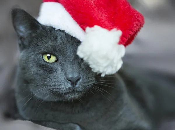 Christmas Cat - Gray Cat Santa, Christmas Pet with Santa Claus H