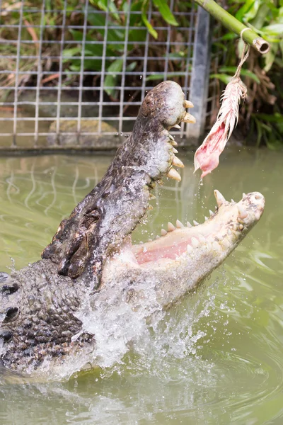Crocodile Attacking Bait