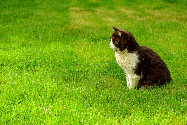 Black and white cat on the green grass