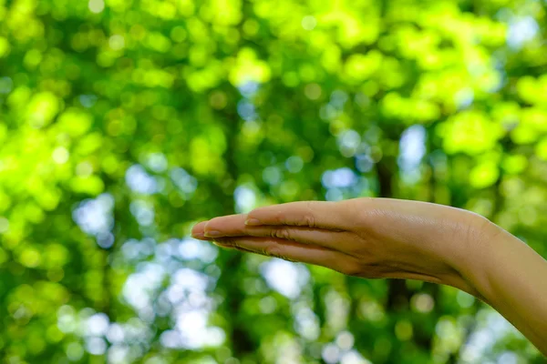 Empty woman\'s hand holding something on green background.