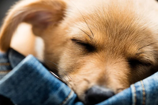 Closeup of a dog puppy sleeping