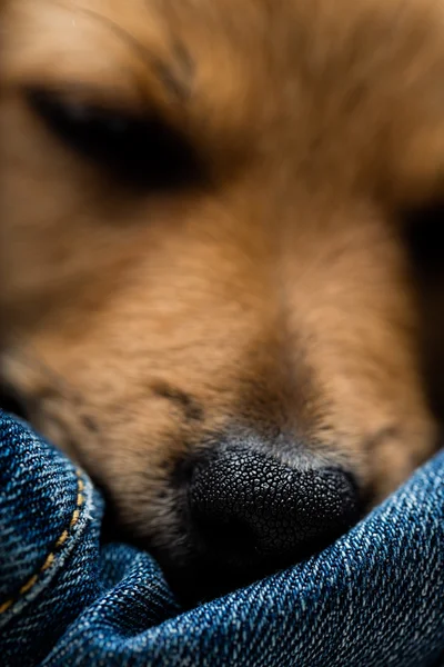 Closeup of little sleeping dog's nose