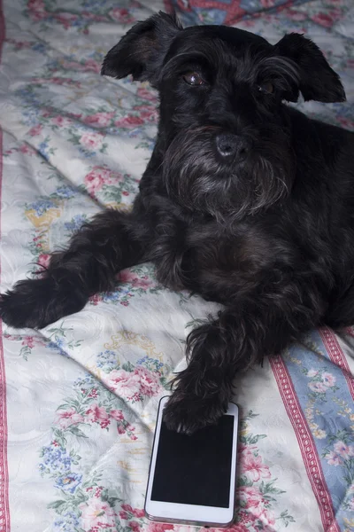 Dog with mobile phone