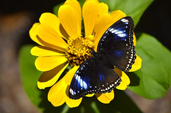 Blue Diadem Butterfly Latin name Hypolimnas salmacis on a yellow flower