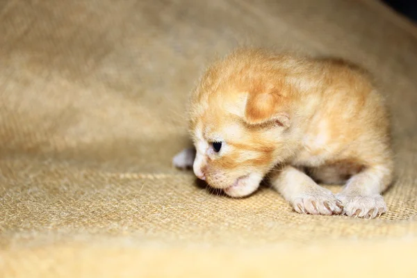 New Born brown kitten