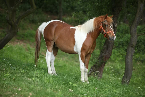 Lovely mottled pony with halter and insects protecter