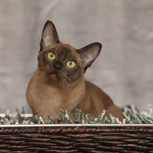 Beautiful Burmese cat in front of silver blanket