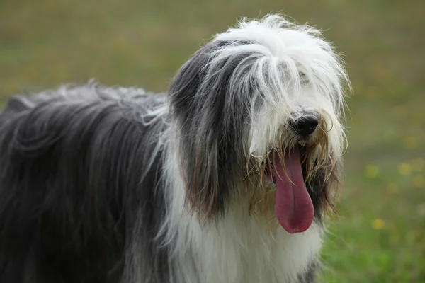 Portrait of beautiful bearded collie