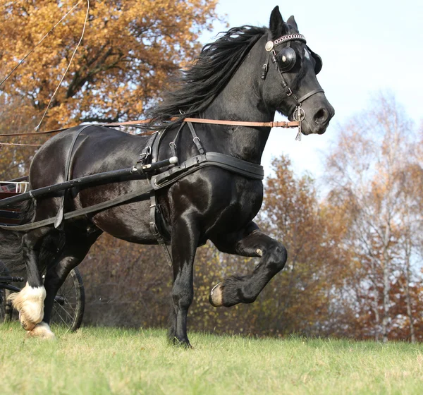 Gorgeous welsh cob running in autumn, harness up