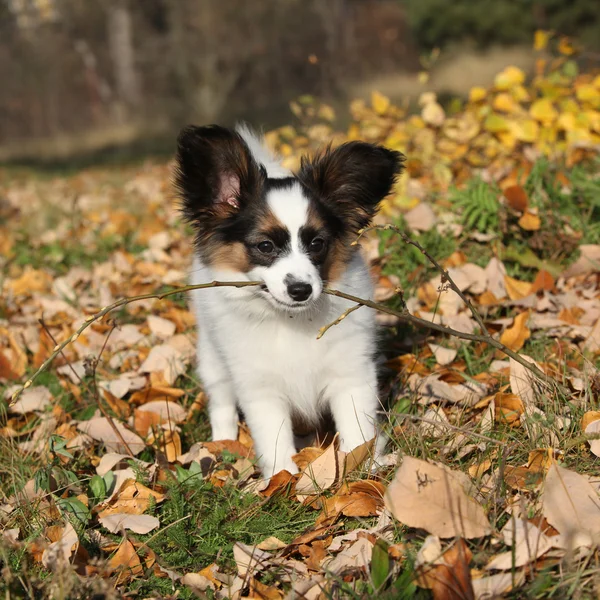 Adorable papillon puppy playing with a stick