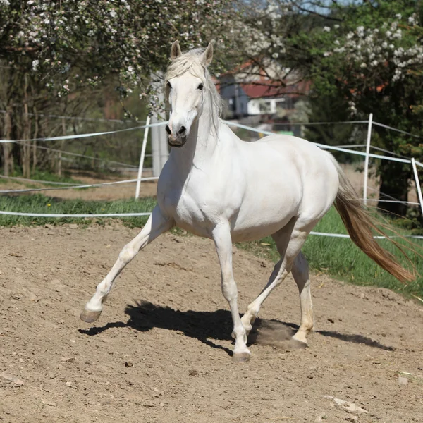 令人惊异的白色安达卢西亚马 - 图库照片Zuzule