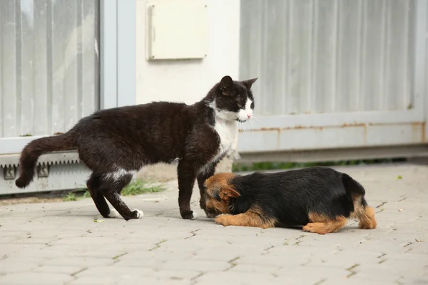 Cat with puppy of Norwich terrier