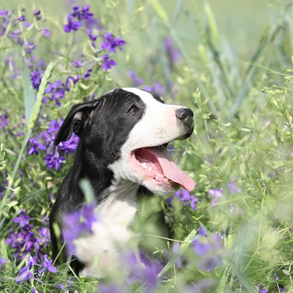 Amazing puppy of American Pit Bull Terrier in flowers