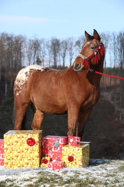 Beautiful horse with christmas gifts