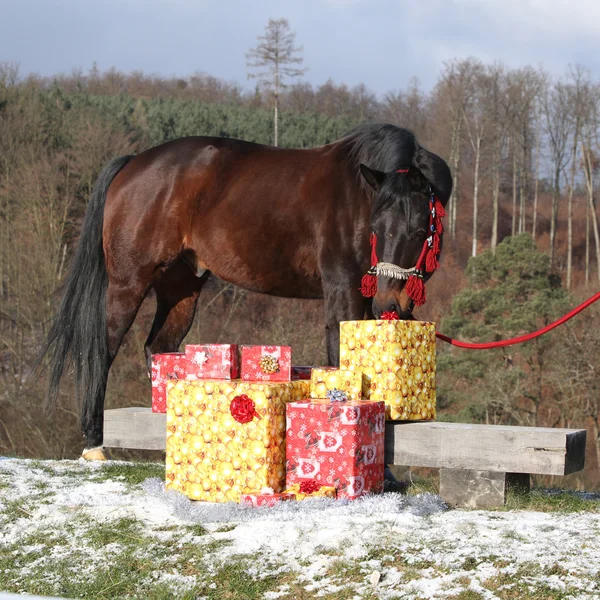 Beautiful horse with christmas gifts