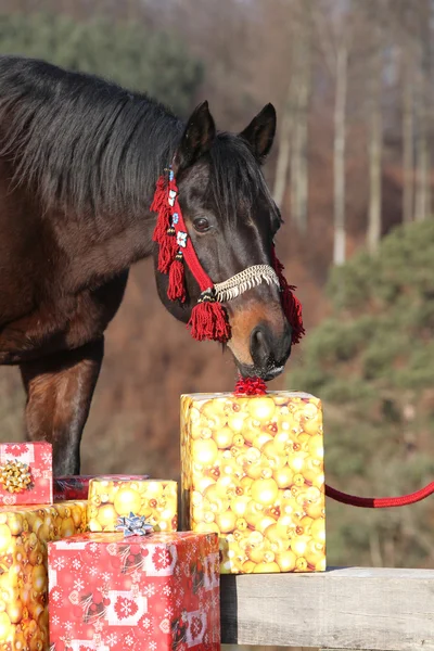 Beautiful horse with christmas gifts