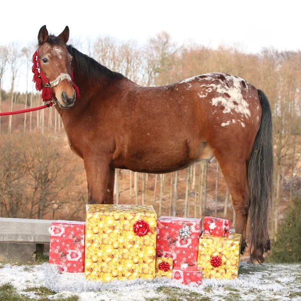 Beautiful horse with christmas gifts