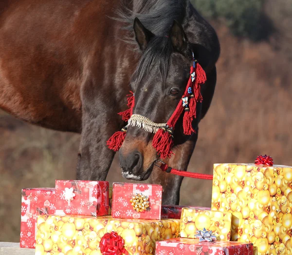 Beautiful horse with christmas gifts