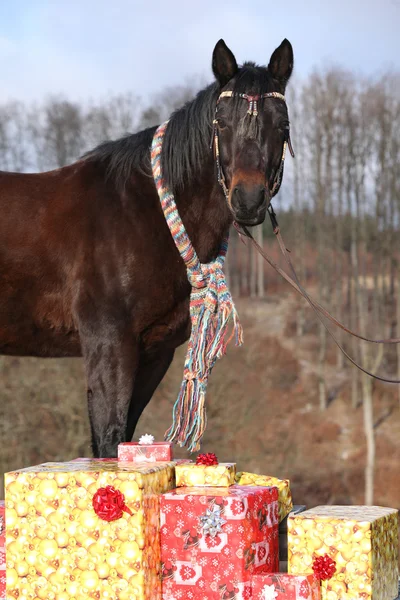 Nice horse with scarf and christmas gifts in winter