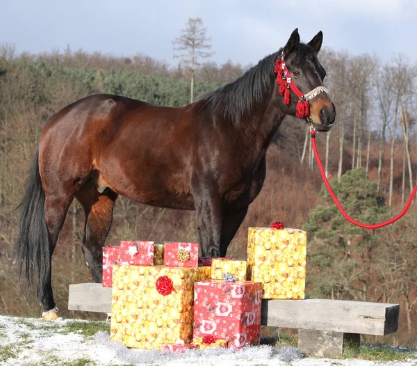 Beautiful horse with christmas gifts