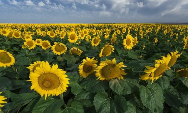 Beautiful sunflowers field. The summer light.