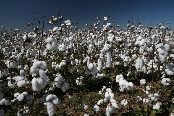 Cotton field