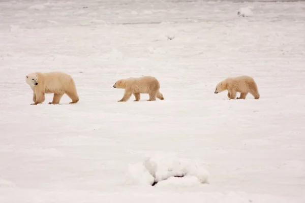 Mother Polar Bear and Cubs Walking in a Line