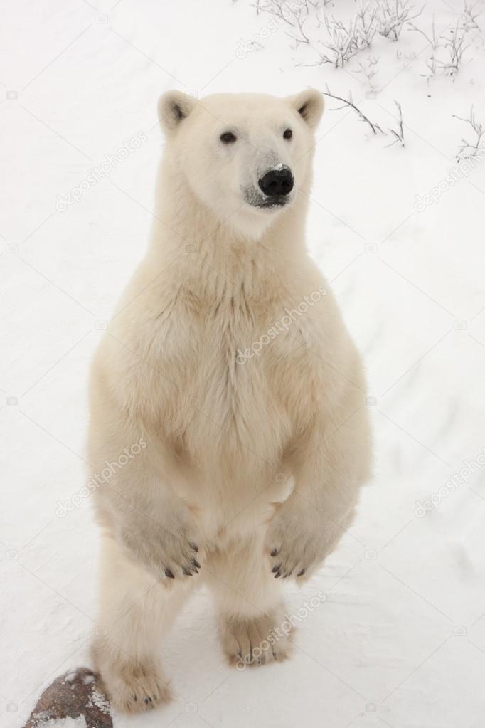Белый медведь на задних лапах фото