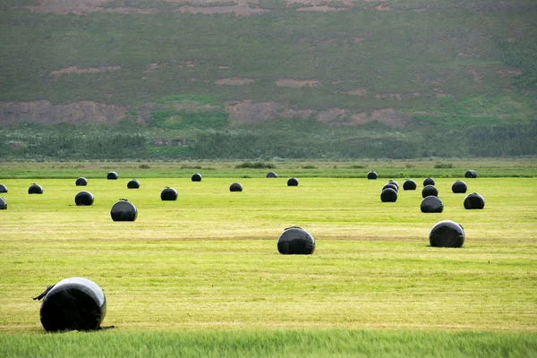 Agricultural hay field