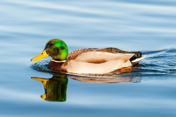 Male mallard swimming in a lake during sunset