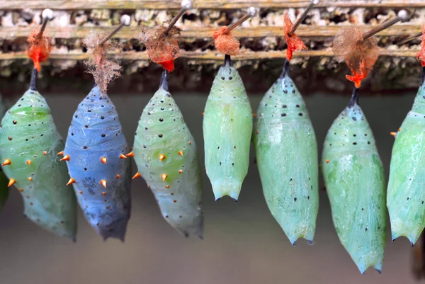 Rows of butterfly cocoons