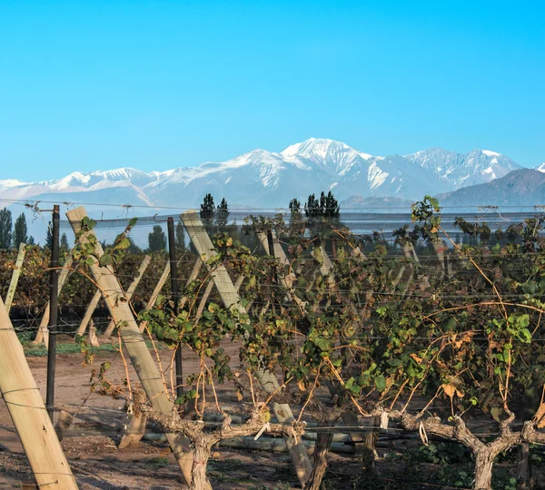 Vineyard in Maipu, Argentine province of Mendoza