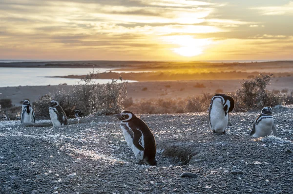 Magellanic Penguins, very early Patagonian golden morning
