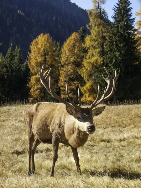 Wild, adult dominant Cervus elaphus Red deer male